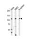 Tuftelin Interacting Protein 11 antibody, abx031384, Abbexa, Western Blot image 