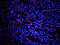Mucin 2, Oligomeric Mucus/Gel-Forming antibody, orb372331, Biorbyt, Immunofluorescence image 