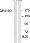 Glutamate Ionotropic Receptor NMDA Type Subunit 2D antibody, LS-C120005, Lifespan Biosciences, Western Blot image 