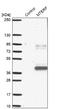 Mitochondrial transcription termination factor 1 antibody, NBP1-92144, Novus Biologicals, Western Blot image 