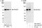 MAGE Family Member D2 antibody, A301-043A, Bethyl Labs, Immunoprecipitation image 