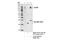 Chloride Voltage-Gated Channel 3 antibody, 13359S, Cell Signaling Technology, Immunoprecipitation image 