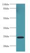 MIS12 Kinetochore Complex Component antibody, LS-C372155, Lifespan Biosciences, Western Blot image 