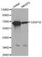 Caspase 10 antibody, MBS126004, MyBioSource, Western Blot image 