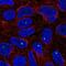 Zinc Finger Protein 226 antibody, NBP1-81632, Novus Biologicals, Immunofluorescence image 