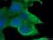 Sphingosine-1-Phosphate Receptor 5 antibody, 66492-1-Ig, Proteintech Group, Immunofluorescence image 