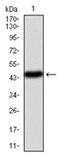 Phosphatidylinositol-4,5-Bisphosphate 3-Kinase Catalytic Subunit Alpha antibody, AM06736PU-N, Origene, Western Blot image 