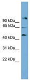 NR5A2 antibody, TA329959, Origene, Western Blot image 