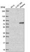 WD repeat-containing protein 26 antibody, PA5-66364, Invitrogen Antibodies, Western Blot image 