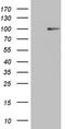 Heat Shock Transcription Factor 2 antibody, LS-C794049, Lifespan Biosciences, Western Blot image 