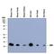 D-Dopachrome Tautomerase antibody, AF8354, R&D Systems, Western Blot image 