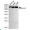 Lysine Demethylase 1A antibody, LS-C813026, Lifespan Biosciences, Western Blot image 