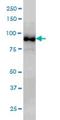 Mediator Complex Subunit 15 antibody, H00051586-M02, Novus Biologicals, Western Blot image 