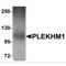 Pleckstrin Homology And RUN Domain Containing M1 antibody, MBS151010, MyBioSource, Western Blot image 