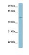 Lipopolysaccharide Binding Protein antibody, orb330191, Biorbyt, Western Blot image 