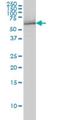 Nuclear Receptor Binding Protein 1 antibody, H00029959-M01, Novus Biologicals, Western Blot image 