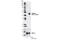 Glycogen Synthase Kinase 3 Beta antibody, 9323S, Cell Signaling Technology, Western Blot image 