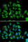 Flavin Containing Dimethylaniline Monoxygenase 1 antibody, A6908, ABclonal Technology, Immunofluorescence image 