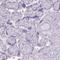 Solute Carrier Family 23 Member 1 antibody, HPA047612, Atlas Antibodies, Immunohistochemistry frozen image 