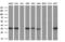 Geranylgeranyl Diphosphate Synthase 1 antibody, M06524, Boster Biological Technology, Western Blot image 