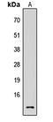 Cystatin C antibody, LS-C355984, Lifespan Biosciences, Western Blot image 
