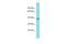 Protein Tyrosine Phosphatase Non-Receptor Type 7 antibody, PA5-70547, Invitrogen Antibodies, Western Blot image 