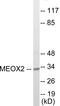 Mesenchyme Homeobox 2 antibody, EKC1733, Boster Biological Technology, Western Blot image 