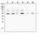 Matrix Metallopeptidase 13 antibody, A00420-2, Boster Biological Technology, Western Blot image 
