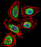 Enolase 1 antibody, 61-571, ProSci, Immunofluorescence image 