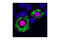 Peroxisome Proliferator Activated Receptor Gamma antibody, 2435S, Cell Signaling Technology, Immunocytochemistry image 