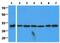 Complement C1q Binding Protein antibody, MBS200304, MyBioSource, Western Blot image 