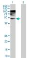 WD Repeat Domain 4 antibody, H00010785-D01P, Novus Biologicals, Western Blot image 
