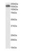 CAP-Gly Domain Containing Linker Protein 1 antibody, orb403014, Biorbyt, Western Blot image 