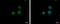 Cleavage And Polyadenylation Specific Factor 6 antibody, GTX115537, GeneTex, Immunofluorescence image 
