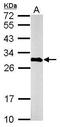 Calbindin 2 antibody, GTX103261, GeneTex, Western Blot image 