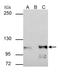 Catenin Alpha 1 antibody, PA5-29247, Invitrogen Antibodies, Immunoprecipitation image 