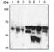 TNF Receptor Superfamily Member 1B antibody, MBS821743, MyBioSource, Western Blot image 