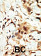 Insulin Receptor antibody, abx033580, Abbexa, Immunohistochemistry paraffin image 