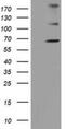 Zinc Finger Imprinted 2 antibody, NBP2-03325, Novus Biologicals, Western Blot image 