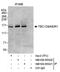 TBC1 Domain Family Member 9 antibody, NB100-55321, Novus Biologicals, Western Blot image 