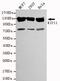 Kinesin Family Member 11 antibody, GTX49188, GeneTex, Western Blot image 