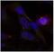 ETS Transcription Factor ELK1 antibody, ab131465, Abcam, Immunofluorescence image 