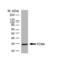 PCNA antibody, MCA1558P, Bio-Rad (formerly AbD Serotec) , Western Blot image 