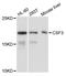Colony Stimulating Factor 3 antibody, abx004722, Abbexa, Western Blot image 
