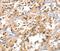 Alpha 1,4-Galactosyltransferase (P Blood Group) antibody, PA5-50625, Invitrogen Antibodies, Immunohistochemistry frozen image 