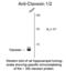 Clavesin 1 antibody, 50-153, ProSci, Western Blot image 