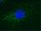 Cytochrome C Oxidase Subunit 5A antibody, ab110262, Abcam, Immunofluorescence image 