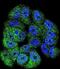 ABL Proto-Oncogene 1, Non-Receptor Tyrosine Kinase antibody, abx033627, Abbexa, Immunocytochemistry image 