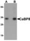 Calneuron 1 antibody, LS-B5312, Lifespan Biosciences, Western Blot image 