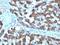 Carbamoyl-Phosphate Synthase 1 antibody, 33-338, ProSci, Immunofluorescence image 